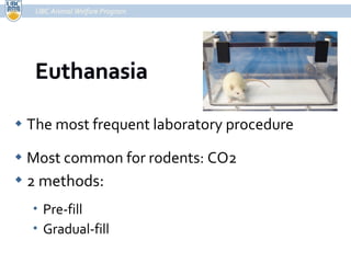 The most frequent laboratory procedure Most common for rodents: CO2 2 methods : Pre-fill Gradual-fill UBC Animal Welfare Program 