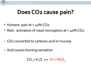 Humans:  pain at > 40% CO2 Rats:  activation of nasal nociceptors at > 40% CO2 CO2 converted to carbonic acid in mucosa Acid causes burning sensation CO 2  + H 2 O     H +  + HCO 3 - UBC Animal Welfare Program 