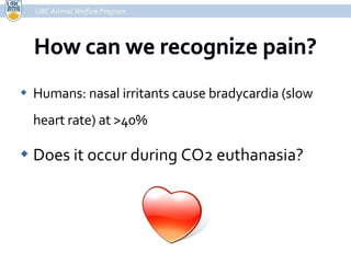 Humans: nasal irritants cause bradycardia (slow heart rate) at >40% Does it occur during CO2 euthanasia? UBC Animal Welfare Program 