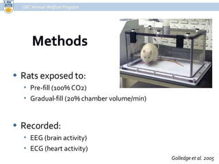 Rats exposed to:  Pre-fill (100% CO2) Gradual-fill (20% chamber volume/min) Recorded:  EEG (brain activity) ECG (heart activity) UBC Animal Welfare Program Golledge et al. 2005 