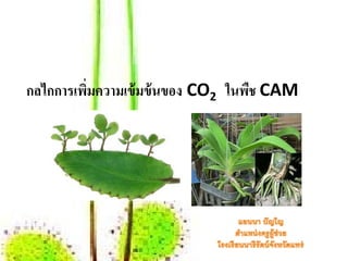 กลไกการเพิมความเข้ มข้ นของ CO2 ในพืช CAM
          ่
 