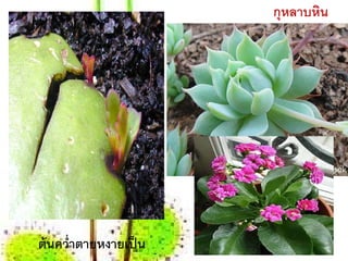 กุหลาบหน
                            ิ




ต้นคว่าตายหงายเป็น
      ํ
 