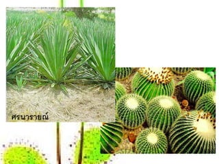 ศรนารายณ์
 