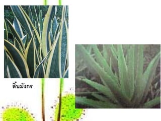 ลินมังกร
  ้
 