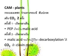 CAM - plants
กระบองเพชร ว่ านหางจระเข้ สับปะรด
ตรึง CO2 2 ครัง    ้
ครังท่ ี 1 - เกดกลางคน
   ้           ิ       ื
• PEP เกิดเป็ น malic acid
ครังท่ ี 2 - เกดกลางวน
     ้           ิ   ั
• malic acid จะเกิดปฏิกิริยา decarboxylation ได้
CO2 เข้ า clavin cycle
 