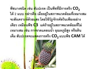 พชบางชนิด เช่น สับปะรด เป็นพชท่ มีการตรึง CO2
  ื                               ื ี
ได้ 2 แบบ กล่าวคอ เม่ ืออย่ ูในสภาพแวดล้อมท่ เหมาะสม
                 ื                           ี
จะสังเคราะห์ ด้วยแสง โดยใช้ วัฎจกรคลวนเพียงอย่าง
                                   ั ั ิ
เดียว เหมือนพืช C3 แต่ถ้าอย่ ูในสภาพแวดล้อมท่ ไม่
                                                ี
เหมาะสม เช่น การขาดแคลนนํา อุณหภูมิสูง หรื อดิน
                                ้
เคม สับปะรดจะแสดงการตรึง CO2 แบบพืช CAM ได้
    ็
 