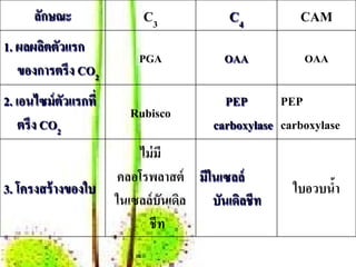 ลักษณะ               C3             C4          CAM
1. ผลผลตตวแรก
       ิ ั
                          PGA            OAA           OAA
   ของการตรึง CO2
2. เอนไซม์ ตวแรกที่
             ั                           PEP       PEP
                        Rubisco
    ตรึง CO2                           carboxylase carboxylase
                          ไม่มี
                      คลอโรพลาสต์ มีในเซลล์
3. โครงสร้างของใบ                                    ใบอวบนํา
                                                            ้
                      ในเซลล์ บันเดิล บันเดิลชีท
                            ชีท
 