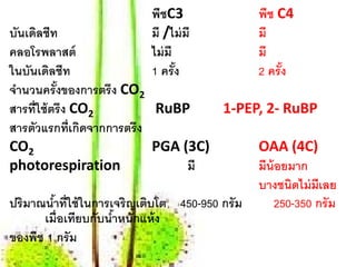 พืชC3                พืช C4
บันเดิลชีท                 มี /ไม่ มี           มี
คลอโรพลาสต์                ไม่ มี               มี
ในบันเดิลชีท               1 ครัง ้             2 ครัง
                                                     ้
จํานวนครั งของการตรึง CO2
             ้
สารที่ใช้ ตรึง CO2             RuBP      1-PEP, 2- RuBP
สารตวแรกท่ เกิดจากการตรึง
     ั         ี
CO2                           PGA (3C)         OAA (4C)
photorespiration                   มี          มีน้อยมาก
                                               บางชนิดไม่ มีเลย
ปริมาณนําที่ใช้ ในการเจริญเติบโต 450-950 กรั ม
           ้                                       250-350 กรัม
        เมื่อเทียบกับนําหนักแห้ง
                       ้
ของพืช 1 กรัม
 