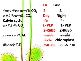 C4 CAM
จานวนครังของการตรึง CO2
 ํ          ้             2         2
เวลาท่ เกดการตรึง CO2
        ี ิ               Day      Night
Calvin cycle              เกด
                            ิ       เกด
                                      ิ
สารท่ ใช้ตรึง CO2
      ี                   1- PEP     1- PEP
                          2-RuBp 2-RuBp
แหล่ งสร้ าง PGAL         เซลล์ บน เซลล์ ท่ มี
                                 ั          ี
                          เดิลชีท chloroplast
ปริมาณนําท่ ใช้
        ้ ี               250-350 50-55 กรัม
 