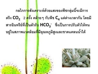 กลไกการสังเคราะห์ด้วยแสงของพชกล่ ุมนีจะมีการ
                                          ื       ้
ตรึง CO2 2 ครัง คล้ายๆ กบพช C4 แต่ ต่างเวลากัน โดยมี
                    ้        ั ื
สารอินทรี ย์ท่ เป็ นตัวรับ HCO3- ซึ่งเป็ นการปรั บตัวให้ ทน
               ี
อย่ ูในสภาพแวดล้อมท่ มีอุณหภมสูงและขาดแคลนนําได้
                          ี    ู ิ                   ้
 