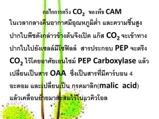 กลไกการตรึง CO2 ของพืช CAM
ในเวลากลางคืนอากาศมีอุณหภูมต่า และความชืนสูง
                           ิ ํ          ้
ปากใบพืชดังกล่ าวข้ างต้ นจึงเปิ ด แก๊ ส CO2 จะเข้ าทาง
ปากใบไปยังเซลล์ มีโซฟิลล์ สารประกอบ PEP จะตรึง
CO2 ไว้โดยอาศัยเอนไซม์ PEP Carboxylase แล้ว
เปลี่ยนเป็ นสาร OAA ซึ่งเป็ นสารที่มีคาร์ บอน 4
อะตอม และเปล่ ียนเป็น กรดมาลิก(malic acid)
แล้ วเคลื่อนย้ ายมาสะสมไว้ ในแวคิวโอล
 