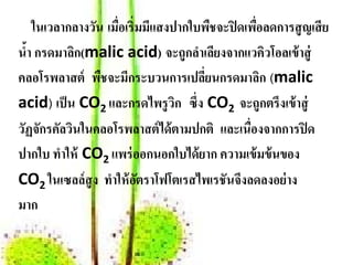 ในเวลากลางวัน เมือเริ่มมีแสงปากใบพืชจะปิ ดเพือลดการสู ญเสี ย
                     ่                           ่
นํา กรดมาลก(malic acid) จะถูกลําเลียงจากแวคิวโอลเข้าสู่
  ้        ิ
คลอโรพลาสต์ พืชจะมีกระบวนการเปลียนกรดมาลิก (malic
                                      ่
acid) เป็ น CO2 และกรดไพรูวก ซ่ึง CO2 จะถูกตรึงเข้าสู่
                                 ิ
วัฏจกรคลวินในคลอโรพลาสต์ได้ตามปกติ และเนื่องจากการปิ ด
     ั ั
ปากใบ ทาให้ CO2 แพร่ ออกนอกใบได้ ยาก ความเข้ มข้ นของ
         ํ
CO2 ในเซลล์สูง ทาให้อตราโฟโตเรสไพเรชันจงลดลงอย่าง
                   ํ ั                        ึ
มาก
 