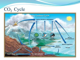 CO2 Cycle
 