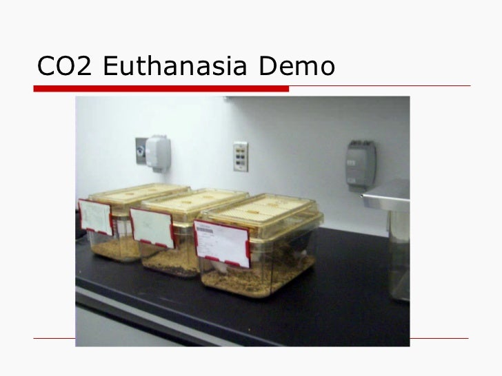 Co2 euthanasia procedure