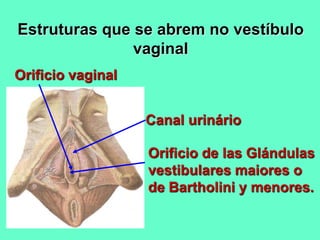 Estruturas que se abrem no vestíbulo
vaginal
Orificio de las Glándulas
vestibulares maiores o
de Bartholini y menores.
Canal urinário
Orificio vaginal
 