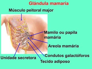 Glándula mamaria
Mamilo ou papila
mamária
Areola mamária
Unidade secretora
Condutos galactóforos
Tecido adiposo
Músculo peitoral major
 