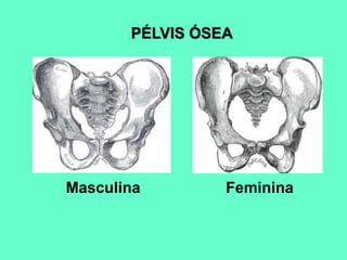 PÉLVIS ÓSEA
Masculina Feminina
 