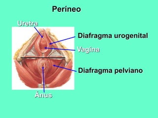 Períneo
Diafragma urogenital
Diafragma pelviano
Ánus
Uretra
Vagina
 