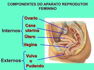 COMPONENTES DO APARATO REPRODUTOR
FEMININO
Internos
Ovario
Cana
uterina
Útero
Vagina
Externos
Vulva
o
Pudendo
 