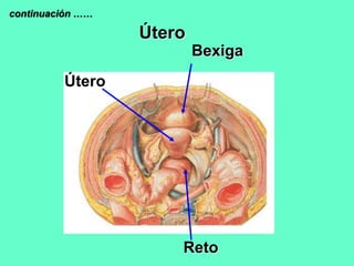 Útero
Útero
Bexiga
Reto
continuación ……
 