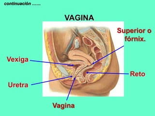 VAGINA
Reto
Vexiga
Uretra
Superior o
fórnix.
Vagina
continuación ……
 