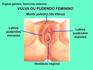 VULVA OU PUDENDO FEMININO
Monte pubiano (de Vênus)
Labios
pudendos
maiores
Labios
pudendos
menores
Vestíbulo vaginal
Órgãos genitais femininos externos
 