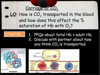 Carriage of CO2
LO: How is CO2 transported in the blood
and how does this affect the %
saturation of Hb with O2?
STARTERSTARTER 1. PPQs about fetal Hb v adult Hb.
2. Discuss with partner about how
you think CO2 is transported.
 