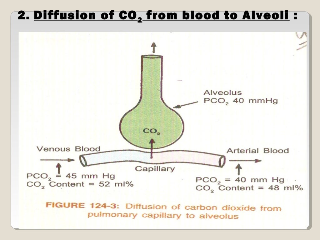 Co2 transport in blood