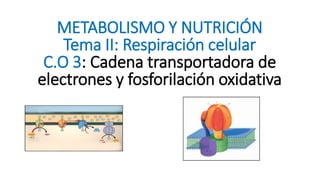 METABOLISMO Y NUTRICIÓN
Tema II: Respiración celular
C.O 3: Cadena transportadora de
electrones y fosforilación oxidativa
 