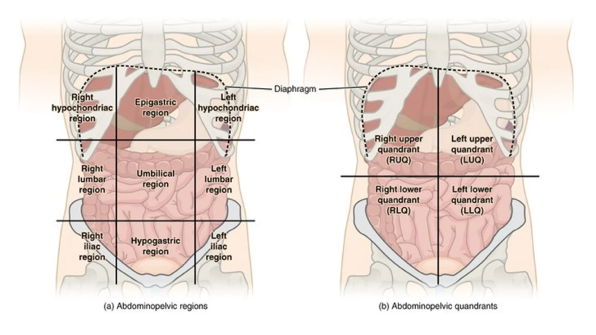 Cd R Region Ab clinically oriented anatomy ; abdomino-pelvic quadrants and regions | PPTX