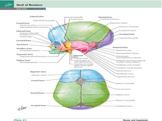 Clinical anatomy of the human Skull and associated landmarks | PPTX