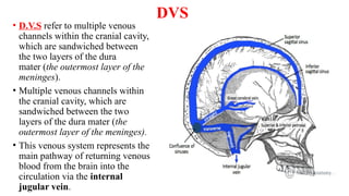 DVS
• D.V.S refer to multiple venous
channels within the cranial cavity,
which are sandwiched between
the two layers of the dura
mater (the outermost layer of the
meninges).
• Multiple venous channels within
the cranial cavity, which are
sandwiched between the two
layers of the dura mater (the
outermost layer of the meninges).
• This venous system represents the
main pathway of returning venous
blood from the brain into the
circulation via the internal
jugular vein.
 