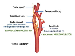 the complex anatomy of the neck; clinically oriented | PPTX