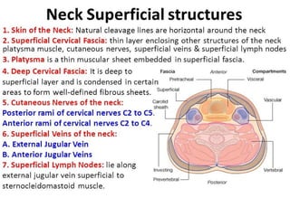 the complex anatomy of the neck; clinically oriented | PPTX