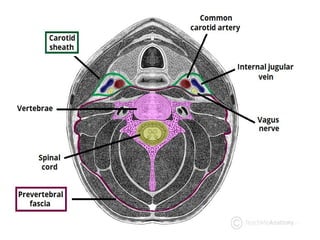 clinically oriented anatomy of the neck in humans | PPTX