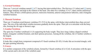 1. Cervical Vertebrae
There are 7 cervical vertebrae named C1-C7, having thin intervertebral discs. The first two, C1 (atlas) and C2 (axis),
have unique anatomy and help in the rotation of the head. The other five vertebrae, C3-C7, share similar anatomical
features. They all have a bifid spinous process, transverse foramina, anterior and posterior tubercles, and a triangular
vertebral foramen.
2. Thoracic Vertebrae
There are 12 medium-sized thoracic vertebrae (T1-T12) in the spine, with thicker intervertebral discs than cervical
ones. The size of the individual vertebra increases gradually down the spine. Their job is to articulate with the bony
ribs, forming the rib cage or thoracic cage.
3. Lumbar Vertebrae
The spine has 5 lumbar vertebrae(L1-L5) supporting the body weight. They have large, kidney-shaped vertebral
bodies, triangular vertebral foramen, and short spinous processes. Among all the vertebrae, the L5 lumbar vertebra is
the largest.
4. Sacrum
It looks like a single bony component composed of 5 fused vertebrae (S1-S5). It looks like an inverted triangle, with
the apex pointing inferiorly.
5. Coccyx
It is another component of the vertebral column, formed by 4 fused vertebrae (Co1-Co4). It articulates with the apex
of the sacrum and is devoid of the vertebral canal.
 