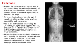 Functions
• Protects the spinal cord from any mechanical
injury by enclosing the cerebrospinal fluid (CSF),
spinal cord, and nerve roots. Besides, it also
protects various vital internal organs, such as
the heart and lungs.
• Serves as the attachment point for several
muscles, tendons, and ligaments, which are
essential for body movement.
• Acts as the body’s central axis, bearing the
whole body’s weight. It also supports the head,
shoulder, and chest and balances the body by
distributing the upper body’s weight to the
lower extremities.
• Allows the spine to twist and bend through the
joints between the vertebrae, the intervertebral
discs. As a result, the spine can flex (bend
forward), extend (bend backward), bend
sideways, and rotate to some extent.
 