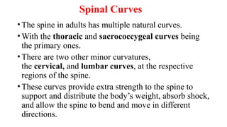 Spinal Curves
•The spine in adults has multiple natural curves.
•With the thoracic and sacrococcygeal curves being
the primary ones.
•There are two other minor curvatures,
the cervical, and lumbar curves, at the respective
regions of the spine.
•These curves provide extra strength to the spine to
support and distribute the body’s weight, absorb shock,
and allow the spine to bend and move in different
directions.
 