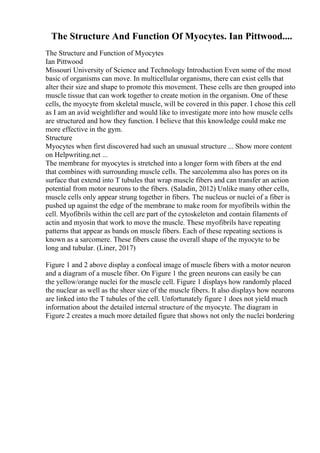 The Structure And Function Of Myocytes. Ian Pittwood....
The Structure and Function of Myocytes
Ian Pittwood
Missouri University of Science and Technology Introduction Even some of the most
basic of organisms can move. In multicellular organisms, there can exist cells that
alter their size and shape to promote this movement. These cells are then grouped into
muscle tissue that can work together to create motion in the organism. One of these
cells, the myocyte from skeletal muscle, will be covered in this paper. I chose this cell
as I am an avid weightlifter and would like to investigate more into how muscle cells
are structured and how they function. I believe that this knowledge could make me
more effective in the gym.
Structure
Myocytes when first discovered had such an unusual structure ... Show more content
on Helpwriting.net ...
The membrane for myocytes is stretched into a longer form with fibers at the end
that combines with surrounding muscle cells. The sarcolemma also has pores on its
surface that extend into T tubules that wrap muscle fibers and can transfer an action
potential from motor neurons to the fibers. (Saladin, 2012) Unlike many other cells,
muscle cells only appear strung together in fibers. The nucleus or nuclei of a fiber is
pushed up against the edge of the membrane to make room for myofibrils within the
cell. Myofibrils within the cell are part of the cytoskeleton and contain filaments of
actin and myosin that work to move the muscle. These myofibrils have repeating
patterns that appear as bands on muscle fibers. Each of these repeating sections is
known as a sarcomere. These fibers cause the overall shape of the myocyte to be
long and tubular. (Liner, 2017)
Figure 1 and 2 above display a confocal image of muscle fibers with a motor neuron
and a diagram of a muscle fiber. On Figure 1 the green neurons can easily be can
the yellow/orange nuclei for the muscle cell. Figure 1 displays how randomly placed
the nuclear as well as the sheer size of the muscle fibers. It also displays how neurons
are linked into the T tubules of the cell. Unfortunately figure 1 does not yield much
information about the detailed internal structure of the myocyte. The diagram in
Figure 2 creates a much more detailed figure that shows not only the nuclei bordering
 