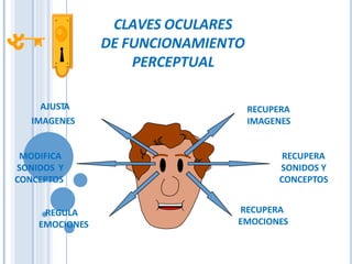 CLAVES OCULARES
DE FUNCIONAMIENTO
PERCEPTUAL
AJUSTA
I
I
I
IMAGENES
RECUPERA
IMAGENES
REGULA
EMOCIONES
RECUPERA
EMOCIONES
MODIFICA
SONIDOS Y
CONCEPTOS
RECUPERA
SONIDOS Y
CONCEPTOS
 