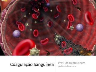 Prof. Ubirajara Neves
Coagulação Sanguínea   professorbira.com
 