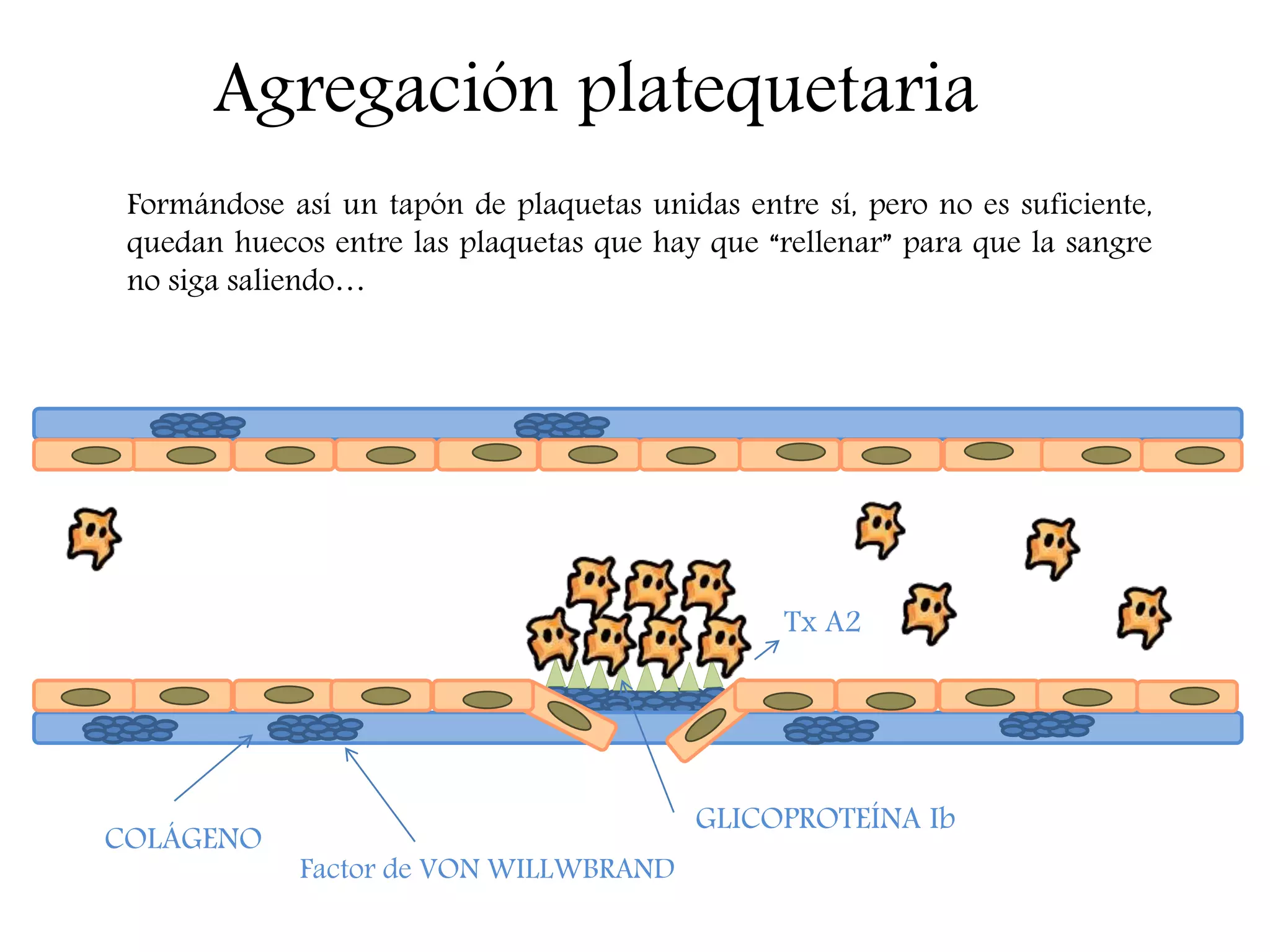 Agregación platequetaria
COLÁGENO
GLICOPROTEÍNA Ib
Factor de VON WILLWBRAND
Tx A2
Formándose así un tapón de plaquetas unidas entre sí, pero no es suficiente,
quedan huecos entre las plaquetas que hay que “rellenar” para que la sangre
no siga saliendo…
 