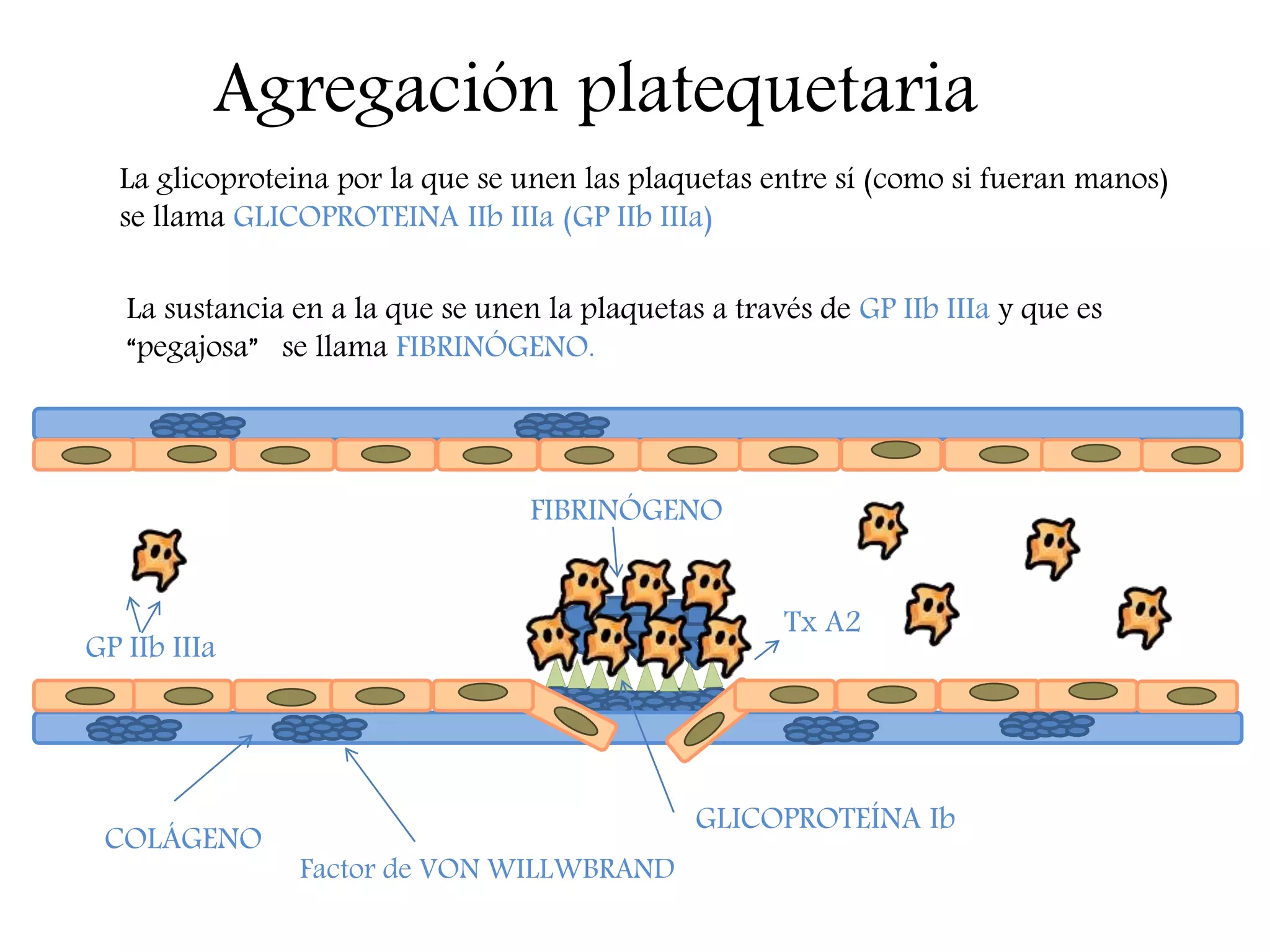 Agregación platequetaria
COLÁGENO
GLICOPROTEÍNA Ib
Factor de VON WILLWBRAND
Tx A2
La glicoproteina por la que se unen las plaquetas entre sí (como si fueran manos)
se llama GLICOPROTEINA IIb IIIa (GP IIb IIIa)
GP IIb IIIa
La sustancia en a la que se unen la plaquetas a través de GP IIb IIIa y que es
“pegajosa” se llama FIBRINÓGENO.
FIBRINÓGENO
 