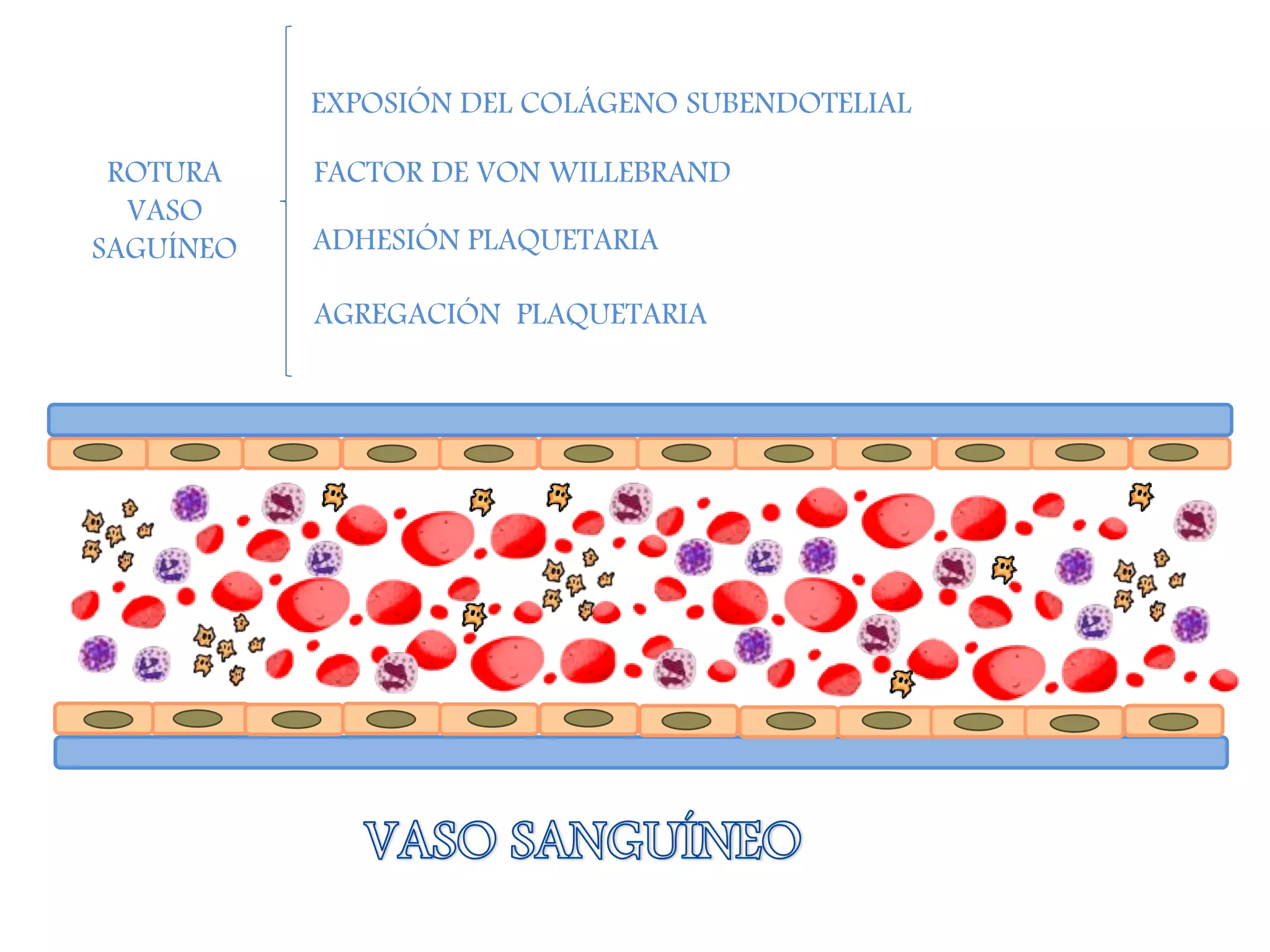 ROTURA
VASO
SAGUÍNEO
EXPOSIÓN DEL COLÁGENO SUBENDOTELIAL
FACTOR DE VON WILLEBRAND
ADHESIÓN PLAQUETARIA
AGREGACIÓN PLAQUETARIA
 