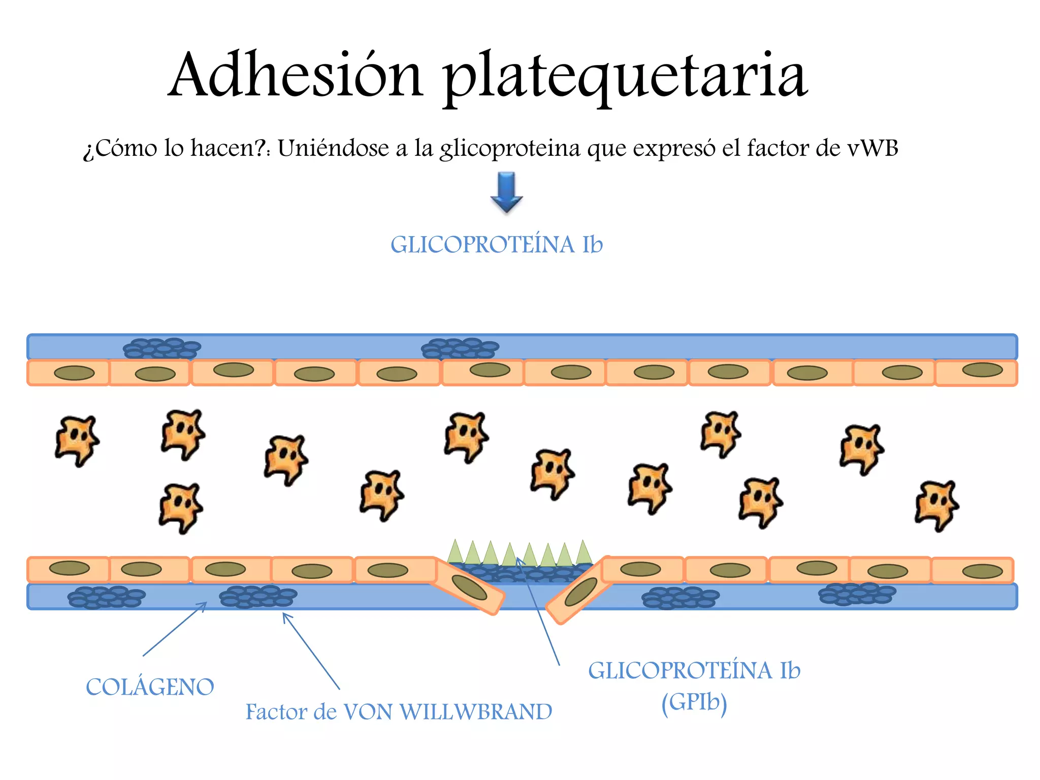 Adhesión platequetaria
¿Cómo lo hacen?: Uniéndose a la glicoproteina que expresó el factor de vWB
COLÁGENO
GLICOPROTEÍNA Ib
GLICOPROTEÍNA Ib
(GPIb)Factor de VON WILLWBRAND
 