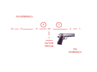 12 11011 9 2
7
FACTOR
TISULAR
8 5
VÍA
EXTRÍNSECA
VÍA INTRÍNSECA
 