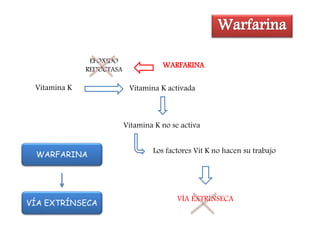 Vitamina K Vitamina K activada
EPOXIDO
REDUCTASA
WARFARINA
Vitamina K no se activa
Los factores Vit K no hacen su trabajo
VÍA EXTRÍNSECA
WARFARINA
VÍA EXTRÍNSECA
 
