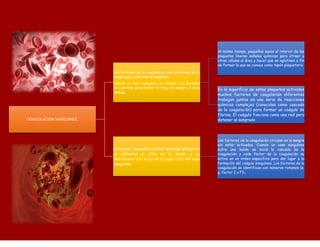 COAGULACION SANGUINEA.
Los factores de la coagulacion son proteinas de la
sangre que controlan el sangrado.
Cuando un vaso sanguíneo se lesiona, sus paredes
se contraen para limitar el flujo de sangre al área
dañada.
Al mismo tiempo, pequeños sacos al interior de las
plaquetas liberan señales químicas para atraer a
otras células al área y hacer que se aglutinen a fin
de formar lo que se conoce como tapón plaquetario
En la superficie de estas plaquetas activadas
muchos factores de coagulación diferentes
trabajan juntos en una serie de reacciones
químicas complejas (conocidas como cascada
de la coagulación) para formar un coágulo de
fibrina. El coágulo funciona como una red para
detener el sangrado
Entonces, pequeñas células llamadas plaquetas
se adhieren al sitio de la lesión y se
distribuyen a lo largo de la superficie del vaso
sanguíneo.
Los factores de la coagulación circulan en la sangre
sin estar activados. Cuando un vaso sanguíneo
sufre una lesión se inicia la cascada de la
coagulación y cada factor de la coagulación se
activa en un orden específico para dar lugar a la
formación del coágulo sanguíneo. Los factores de la
coagulación se identifican con números romanos (e.
g. factor I o FI).
 