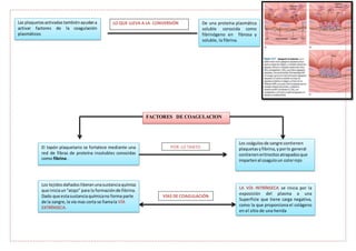 Las plaquetasactivadas tambiénayudana
activar factores de la coagulación
plasmáticos
De una proteína plasmática
soluble conocida como
fibrinógeno en fibrosa y
soluble, la fibrina.
FACTORES DE COAGULACION
El tapón plaquetario se fortalece mediante una
red de fibras de proteína insolubles conocidas
como fibrina .
Los coágulosde sangre contienen
plaquetasyfibrina,yporlo general
contieneneritrocitosatrapadosque
impartenal coaguloun colorrojo
Los tejidos dañadosliberanunasustanciaquímica
que iniciaun“atajo” para la formaciónde fibrina.
Dado que estasustanciaquímicano forma parte
de la sangre, la vía mas corta se llamala VÍA
EXTRÍNSECA.
LA VÍA INTRÍNSECA se inicia por la
exposición del plasma a una
Superficie que tiene carga negativa,
como la que proporciona el colágeno
en el sitio de una herida
LO QUE LLEVA A LA CONVERSIÓN
VÍAS DE COAGULACIÓN
POR LO TANTO
 