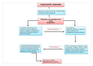 APLICACIÓN
COAGULACIÓN SANGUINEA
Este proceso ayuda a evitar que se pierda sangre
al dañarse los vasos sanguíneos.
Plaquetas y las paredes de los
vasos
Sanguíneos
Las plaquetas contienen gránulos
secretores; cuando las plaquetas se
adhieren al colágeno, se desgranulan a
medida que los gránulos secretorios
liberan sus productos
Estos productos
comprenden difosfato de adenosina
(ADP), serotonina y una
prostaglandina llamada tromboxano
El ADP y el tromboxano A2 liberados a partir
de plaquetas activadas reclutan nuevas
plaquetas hacia la vecindad, y las hacen
“pegajosas”, de modo que se adhieren a las
que están pegadas sobre el colágeno).
La segunda capa de plaquetas pasa por
una reaccion de liberación plaquetaria,
y el ADP y el tromboxano A2 que se
secretan hacen que se agreguen mas
plaquetas en el sitio de la lesion.
Esto produce un Tapón
Plaquetario en el vaso dañado
POSTERIORMENTE
LIBERAN PRODUCTOS
 